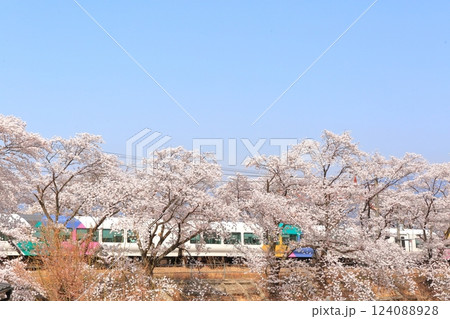 山梨県 甚六桜　～勝沼駅の旧プラットホーム～ 124088928