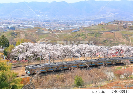 山梨県 甚六桜 ~勝沼駅の旧プラットホーム~ 山梨県 甚六桜 ~勝沼駅の旧プラットホーム~ 124088930