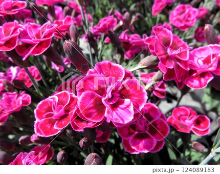 パープルウェディング パープルウェディング 124089183