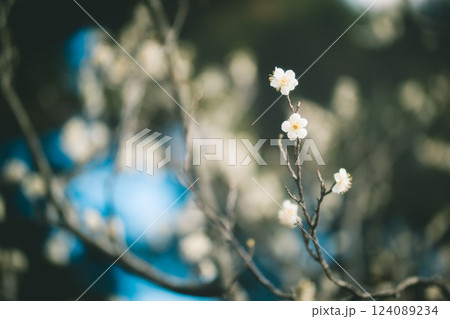 白い梅の花 124089234