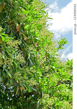 樹木・サンゴジュ ガマズミ科 樹木・サンゴジュ ガマズミ科 124089381