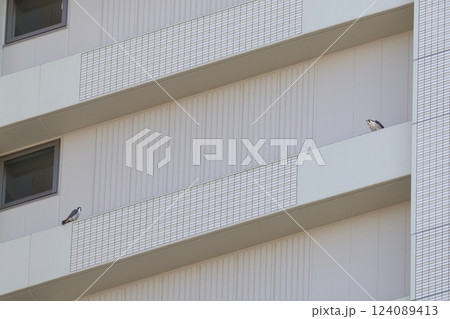 都会のマンションに生息するハヤブサ（つがい） 124089413