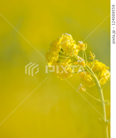 菜の花のマクロ撮影 菜の花のマクロ撮影 124089559