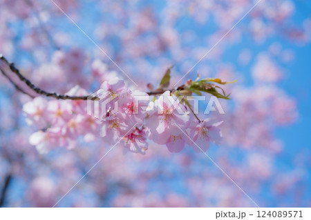 青空に映える河津桜 青空に映える河津桜 124089571