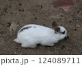 うさぎ 124089711