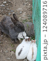 うさぎ 124089716