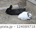 うさぎ 124089718