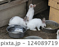 うさぎ 124089719