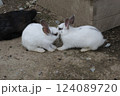 うさぎ 124089720