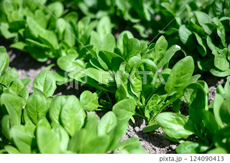 Lush green spinach leaves growing in a backyard garden bed 124090413