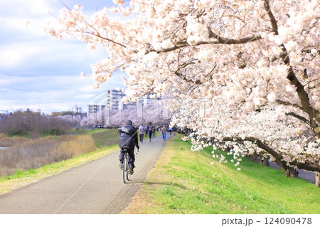 多摩川堤防沿いの桜(福生市) 多摩川堤防沿いの桜(福生市) 124090478