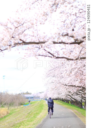 多摩川堤防沿いの桜(福生市) 多摩川堤防沿いの桜(福生市) 124090481