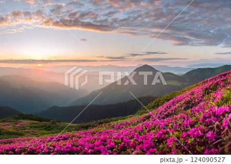 Vibrant rhododendron flowers in full bloom on a mountain meadow Vibrant rhododendron flowers in full bloom on a mountain meadow 124090527