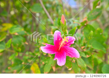 赤いハイビスカスの花 124090726