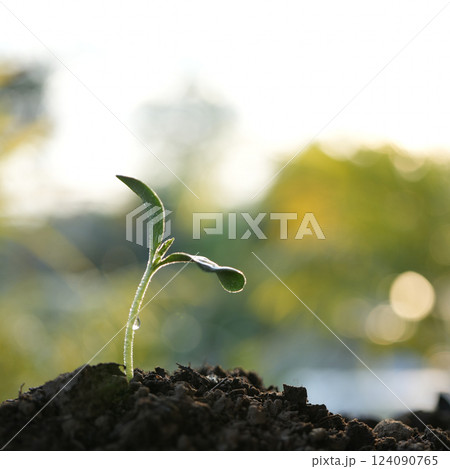 Home growth vegetable macro closeup 124090765