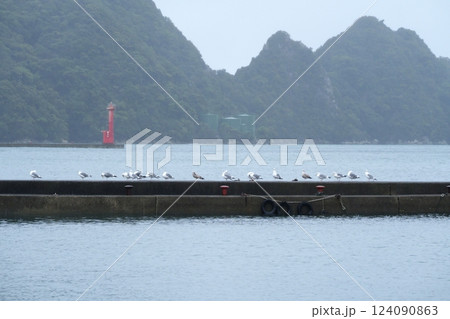 雨が降る早朝の波止で羽を休めるカモメ 雨が降る早朝の波止で羽を休めるカモメ 124090863