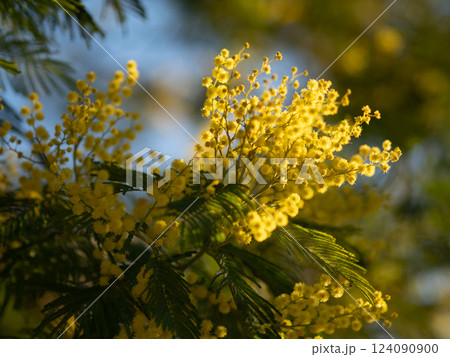 Beautiful bright yellow hairy mimosa flowers close-up. Blooming mimosa tree in early spring waves on wind. Sunny spring day. Acacia dealbata. Fluffy flowers in spring garden with sunny bokeh light 124090900