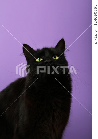 Black cat on violet background with bright yellow eyes. Top view Black cat on violet background with bright yellow eyes. Top view 124090961