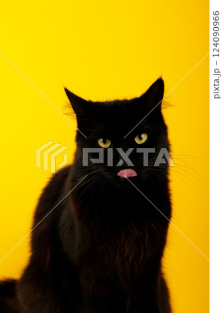 A beautiful black cat is licking his lips appetitively. A black cat on a yellow background. Advertising of cat food, balanced cat food, pet care. 124090966
