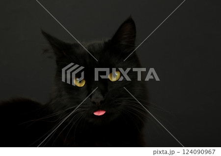 A beautiful black cat is licking his lips appetitively. A black cat on a black background. Advertising of cat food, balanced cat food, pet care. 124090967