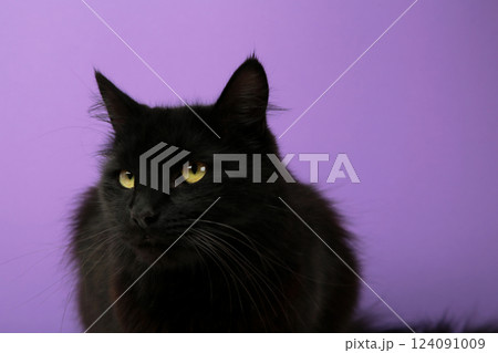 Black cat on violet background with bright yellow eyes. Top view Black cat on violet background with bright yellow eyes. Top view 124091009