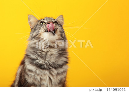 A beautiful black cat is licking his lips appetitively. A grey cat on a yellow background. Advertising of cat food, balanced cat food, pet care. 124091061