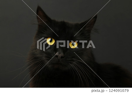 Black cat on black background with bright yellow eyes. Happy Halloween Black cat on black background with bright yellow eyes. Happy Halloween 124091079