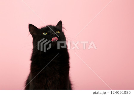 A beautiful black cat is licking his lips appetitively. A black cat on a pink background. Advertising of cat food, balanced cat food, pet care. 124091080