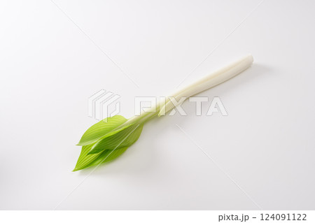 山菜　うるい　イメージ 124091122