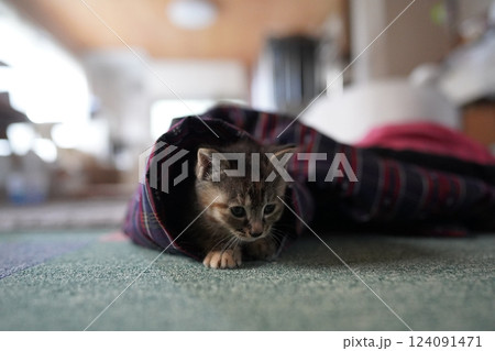 半纏の袖から出てくる子猫 124091471