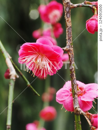 紅梅 124091600