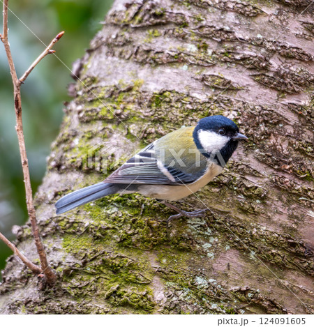 身近な野鳥　シジュウカラ　庭・公園で 124091605