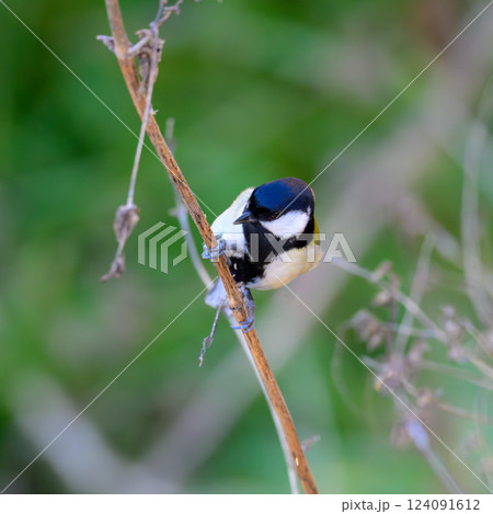 身近な野鳥　シジュウカラ　庭・公園で 124091612