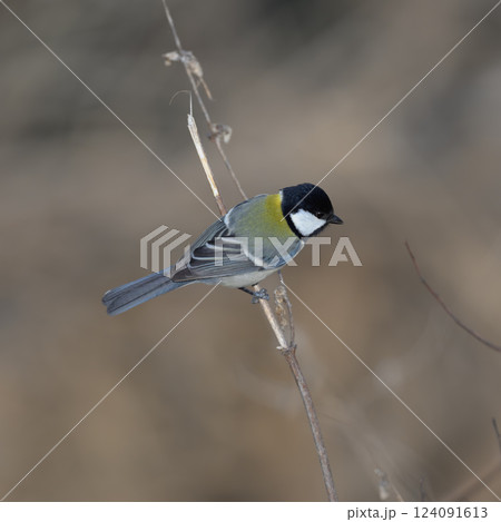 身近な野鳥　シジュウカラ　庭・公園で 124091613