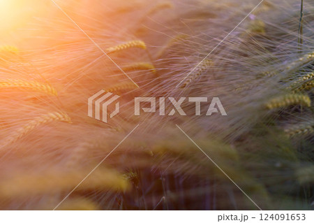 barley with spikes in field, back lit cereal crops plantation in sunset 124091653