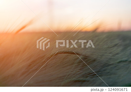 barley with spikes in field, back lit cereal crops plantation in sunset 124091671