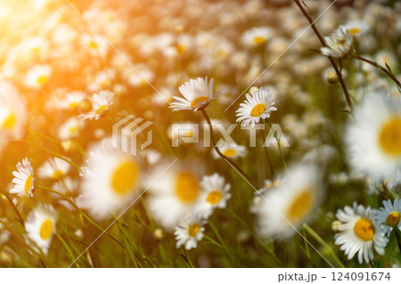 Daisy Chamomile background. Beautiful nature scene with blooming chamomilles in sun flare. Sunny day. Summer flowers. Daisy Chamomile background. Beautiful nature scene with blooming chamomilles in sun flare. Sunny day. Summer flowers. 124091674