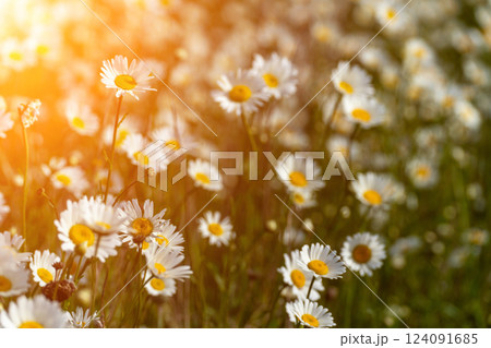 Daisy Chamomile background. Beautiful nature scene with blooming chamomilles in sun flare. Sunny day. Summer flowers. 124091685