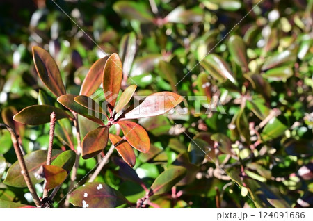 モッコク（ツツジ目）常緑高木 124091686