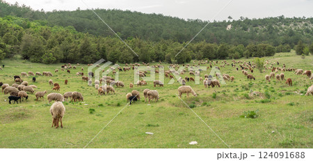 A herd of sheep are grazing in a field A herd of sheep are grazing in a field 124091688