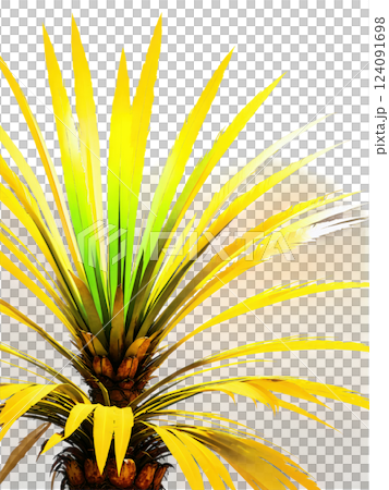 Senegal Date Palm Tree, feathery crown detail, dramatic uplighting, professional product photography, premium quality 124091698