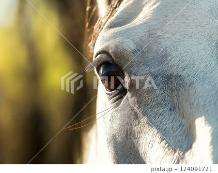 Close-up of a white horse's eye with fine details, soft fur texture 124091721
