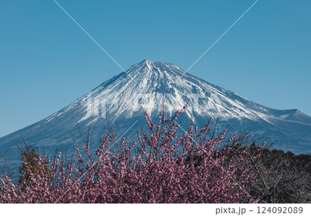 静岡県富士市にある岩本山公園の梅の花と富士山 124092089