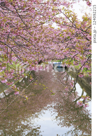 笠松河津桜ロード 124092215