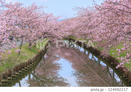 笠松河津桜ロード 124092217