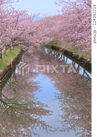 笠松河津桜ロード 124092219