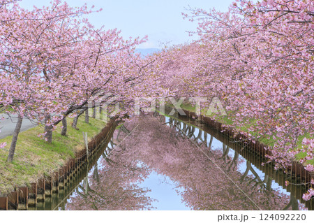 笠松河津桜ロード 124092220