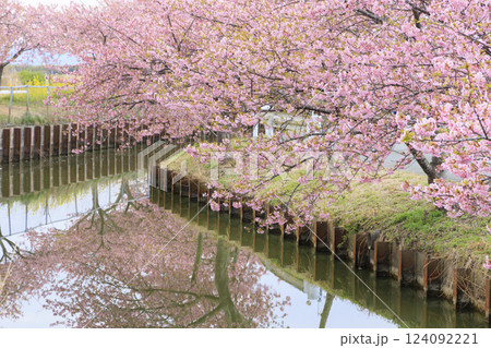 笠松河津桜ロード 124092221