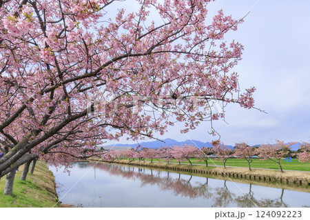 笠松河津桜ロード 124092223