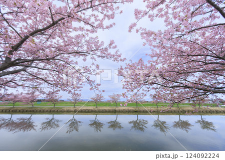 笠松河津桜ロード 124092224